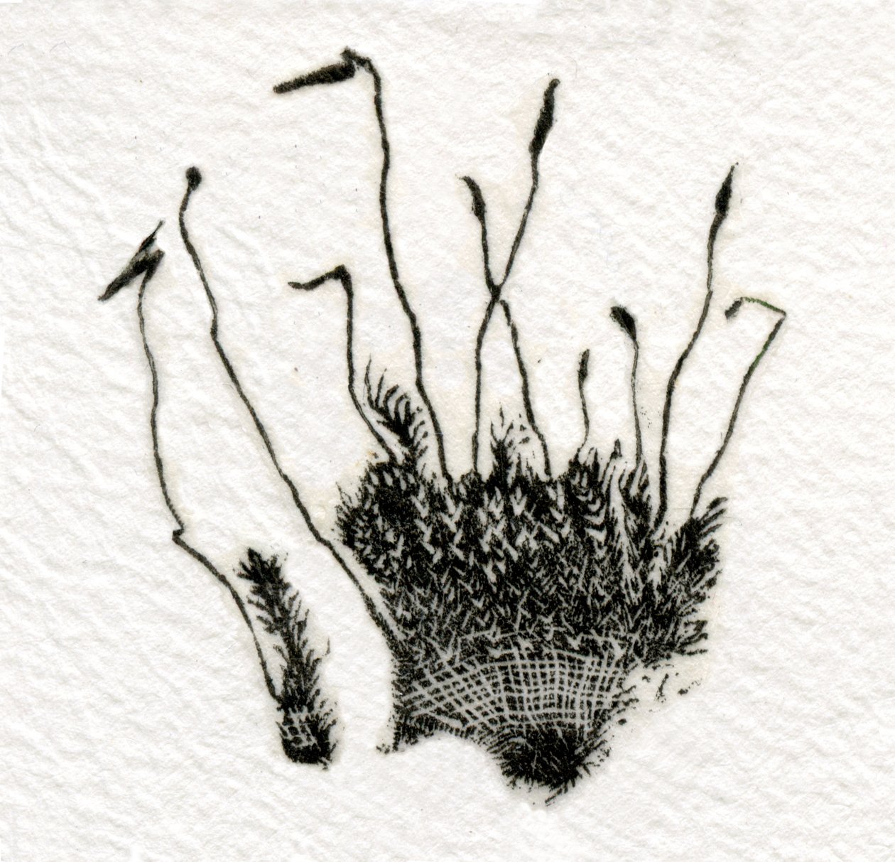 Brotando Moss, 2014, (gravura em madeira no gampi) de Bella Larsson