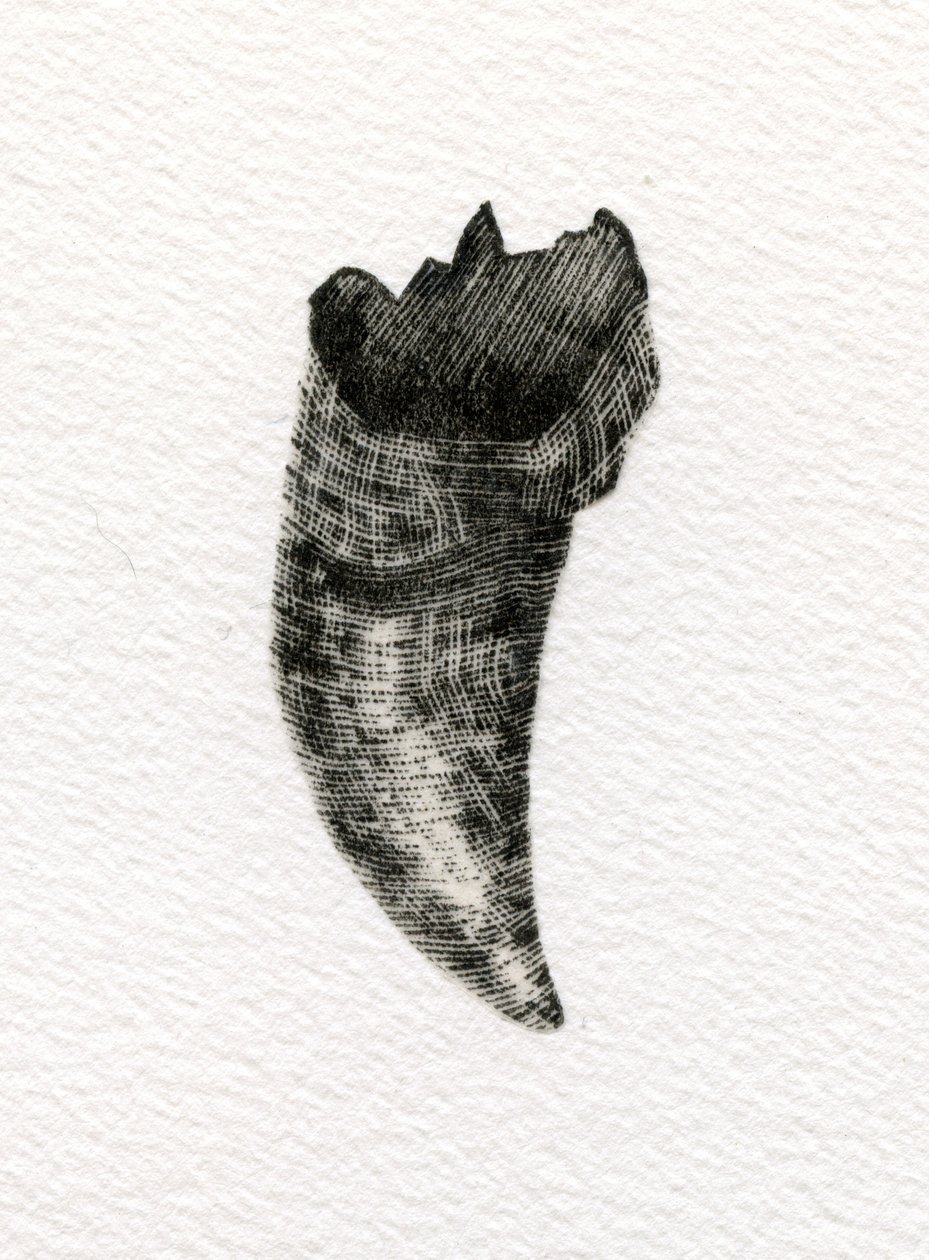 Dente felino, 2014, (gravura em madeira sobre papel) de Bella Larsson