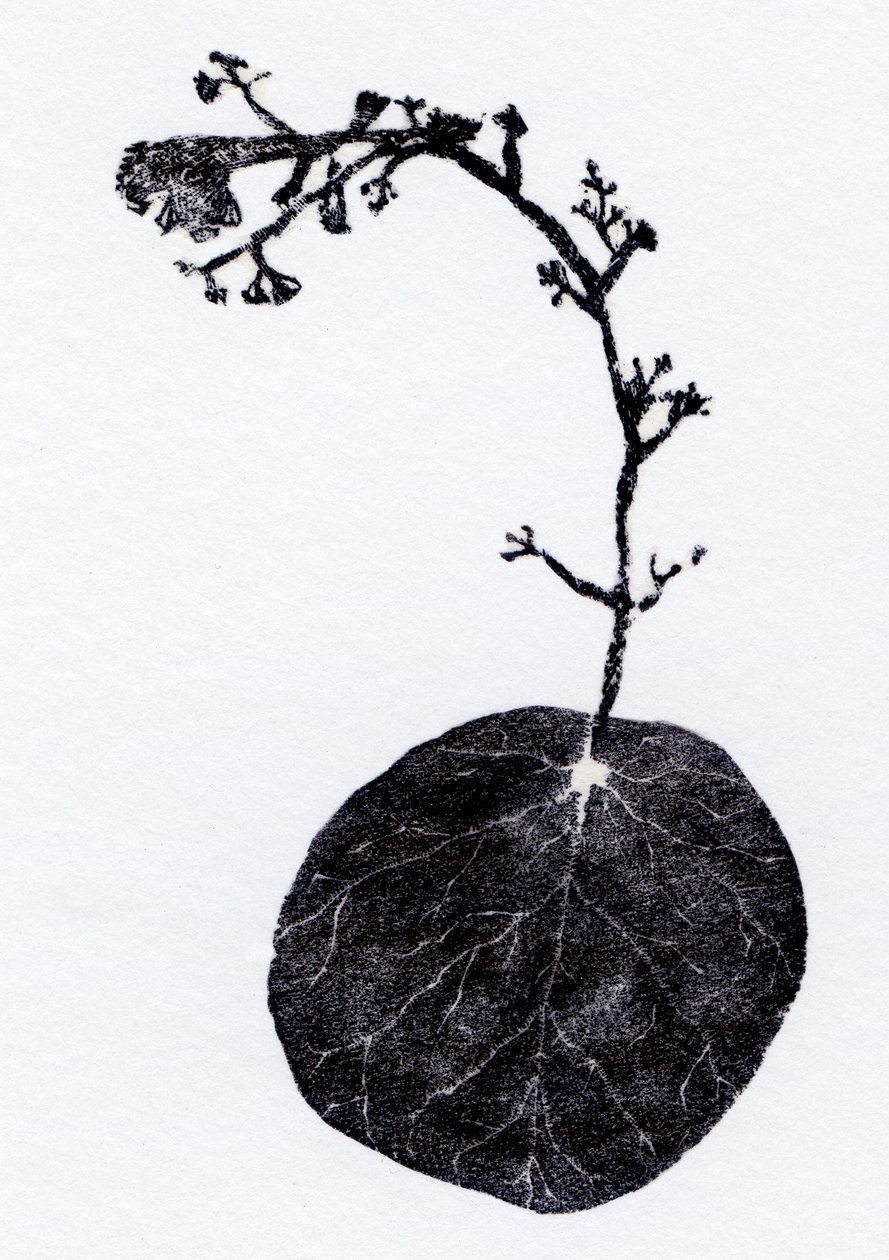 Lichen Leaf, 2014 (xilogravura, colagem sobre papel) de Bella Larsson