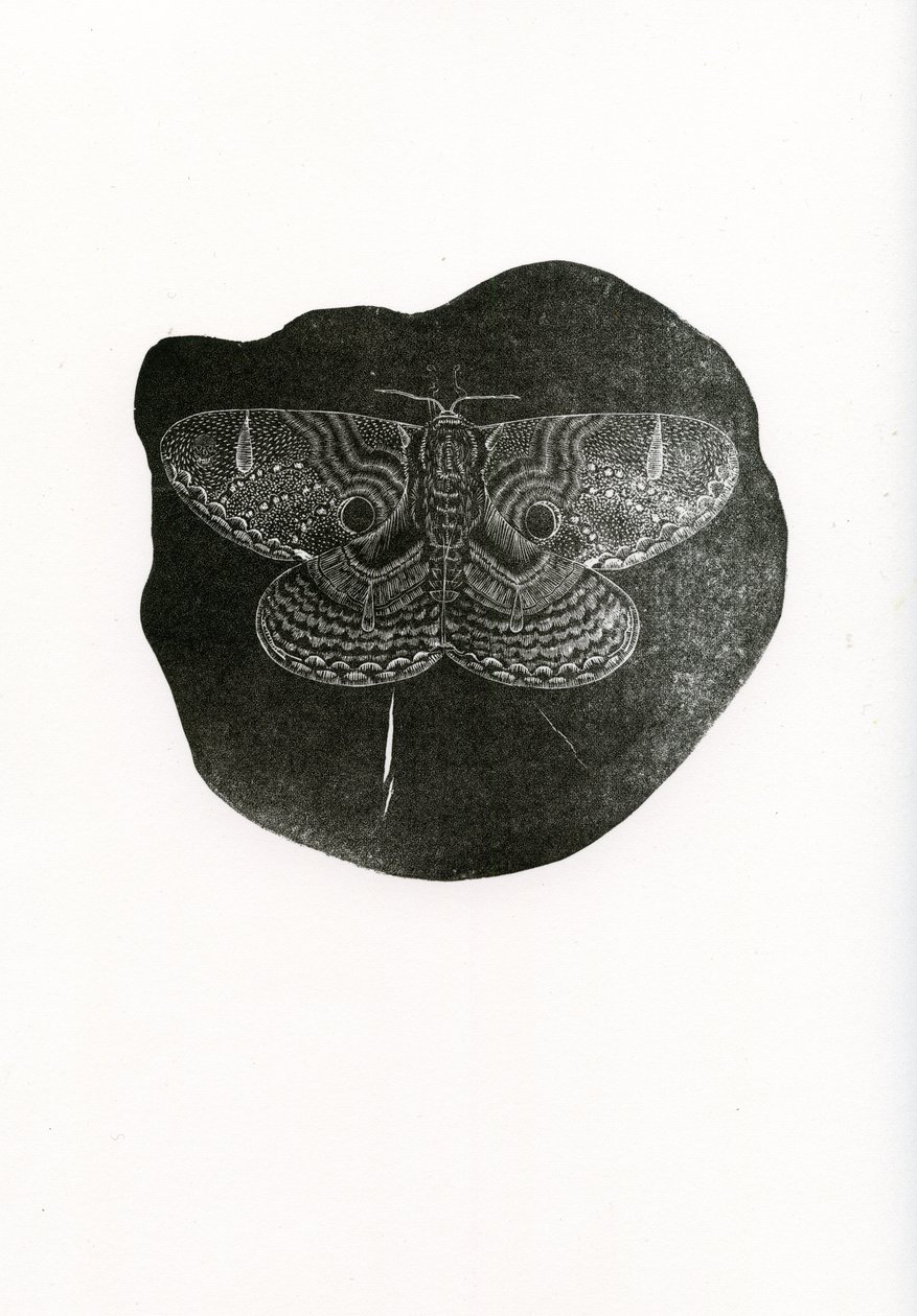 Borboleta da noite, 2016, (gravura em madeira sobre papel) de Bella Larsson