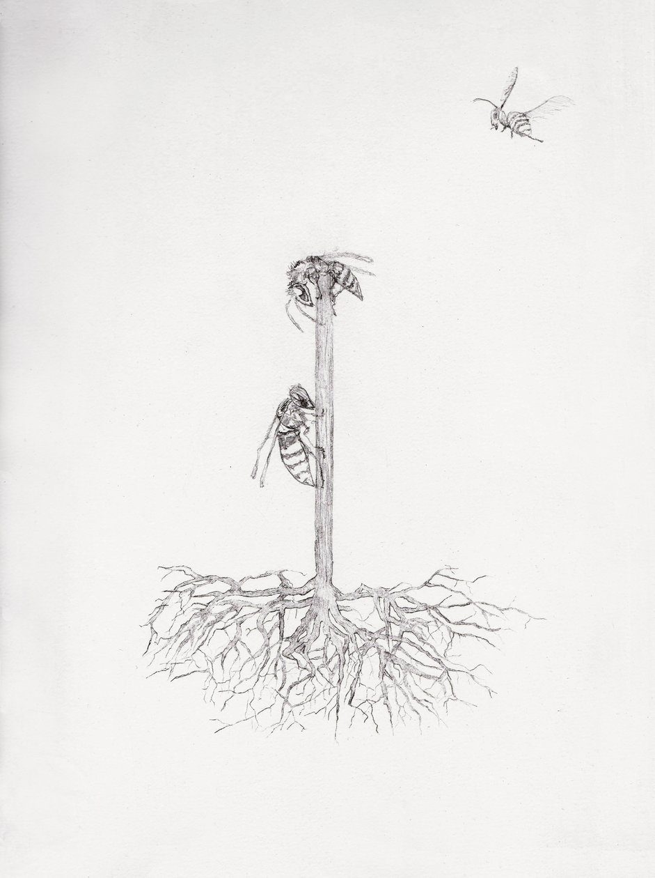 Vespeiro, 2021 (ponta seca e lápis sobre papel) de Bella Larsson
