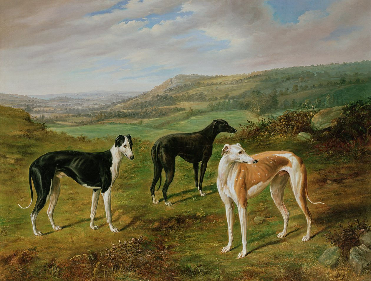 Galgos de Benjamin Cam Norton