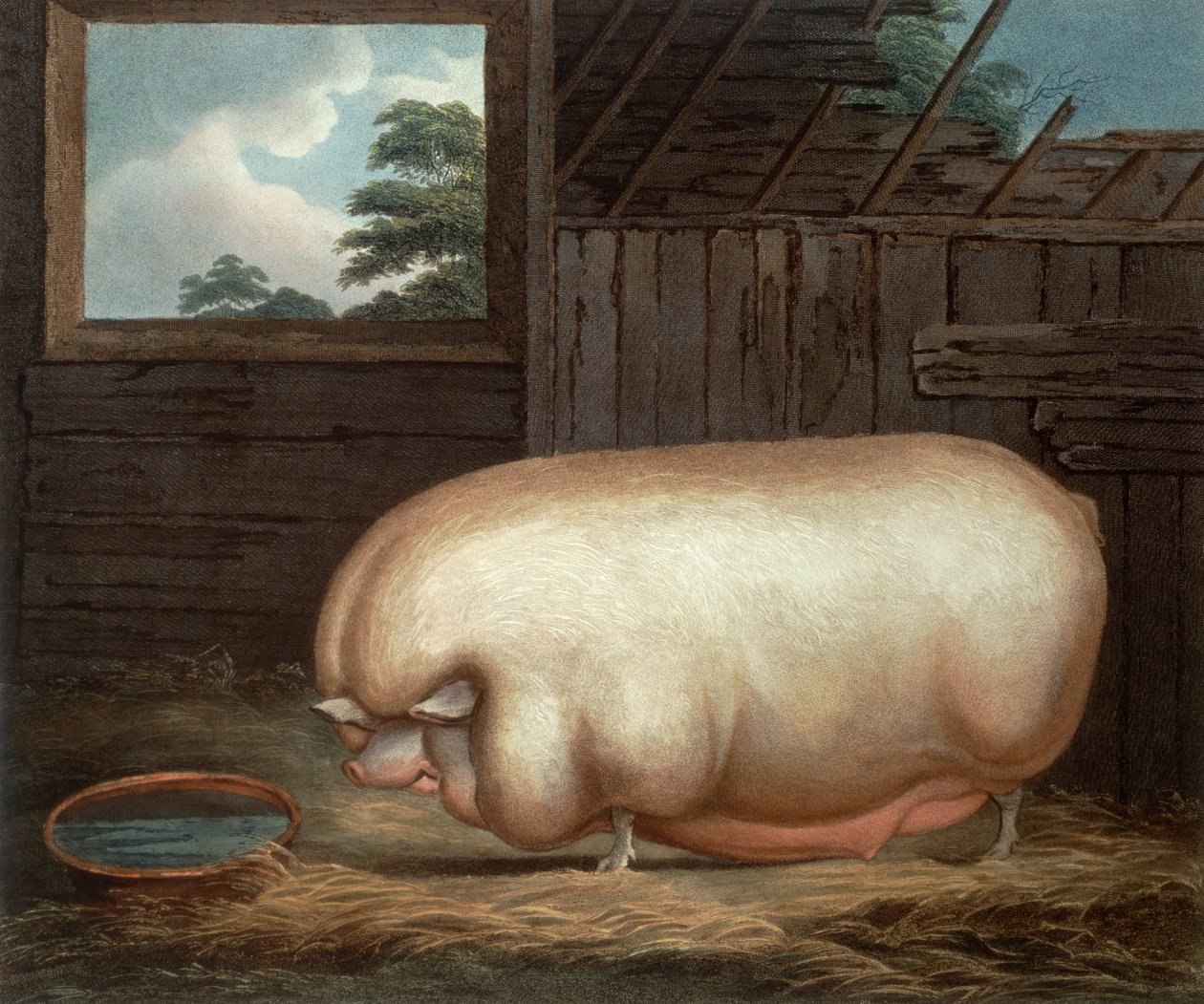 Este Animal Notável ..., gravado por John Whessel (c.1760-1823), 1808 de Benjamin Gale