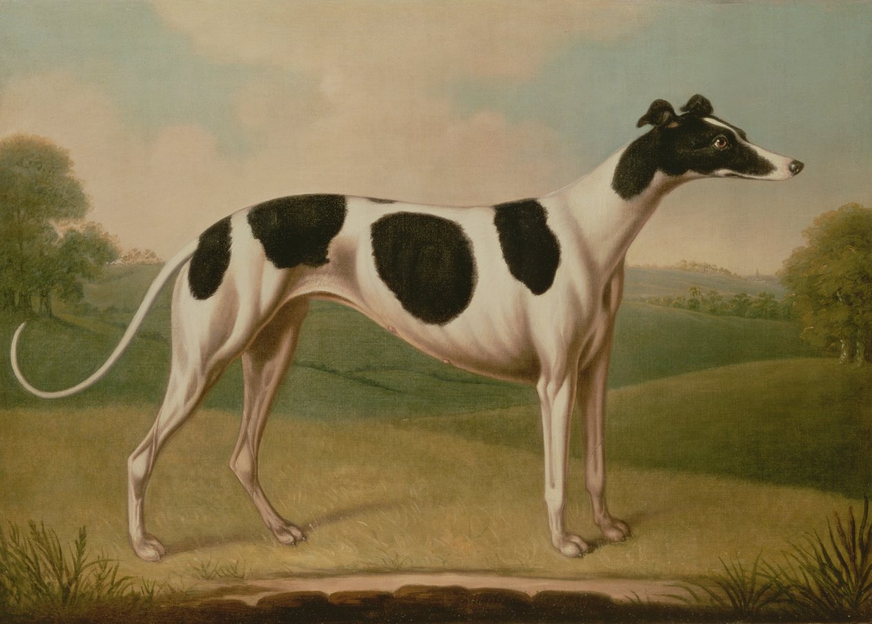 Galgo, 1800 de Benjamin Killingbeck