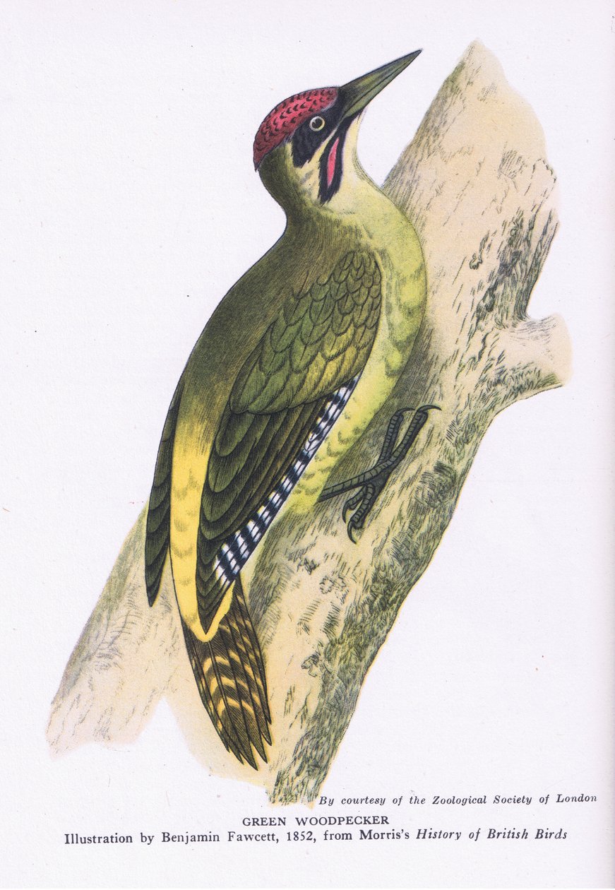 Green Woodpecker, Nature in Britain publicado pela Collins de Benjamin Fawcett