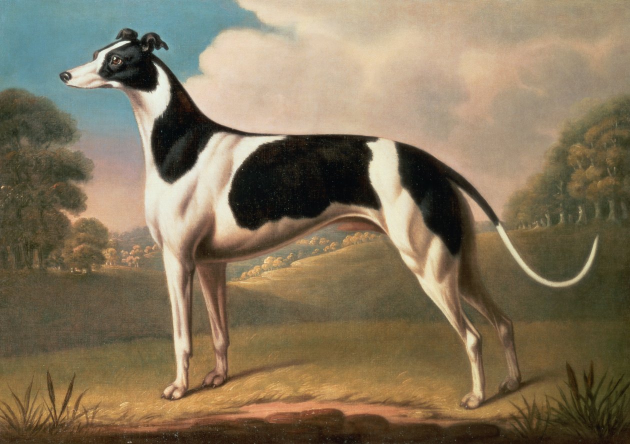 Galgo, 1800 óleo sobre tela de Benjamin Killingbeck