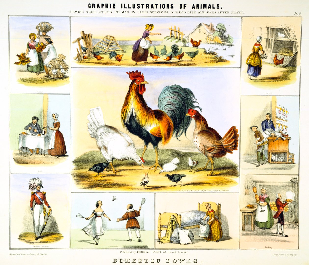 Galinha doméstica, c1850 de Benjamin Waterhouse Hawkins