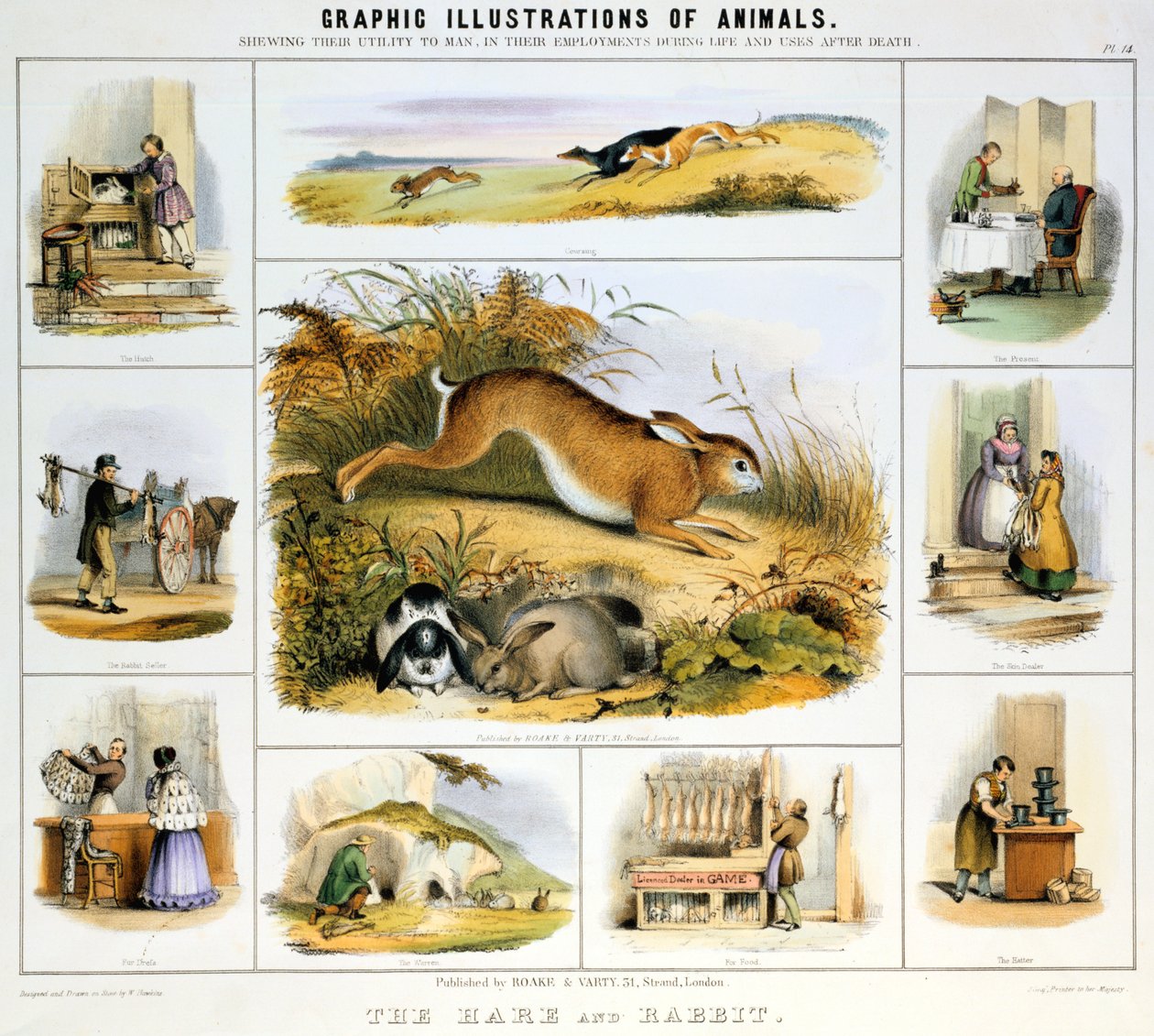 A lebre e o coelho, c1850 de Benjamin Waterhouse Hawkins