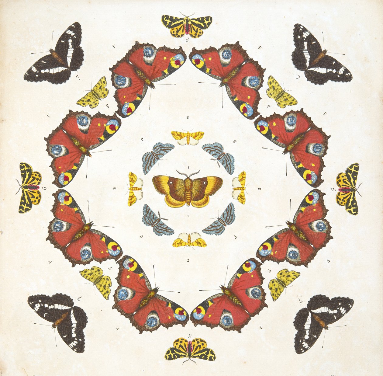 Detalhe da placa 1, de uma descrição rara das borboletas e das traças, bar. 1764 (gravura colorida à mão) de Benjamin Wilkes
