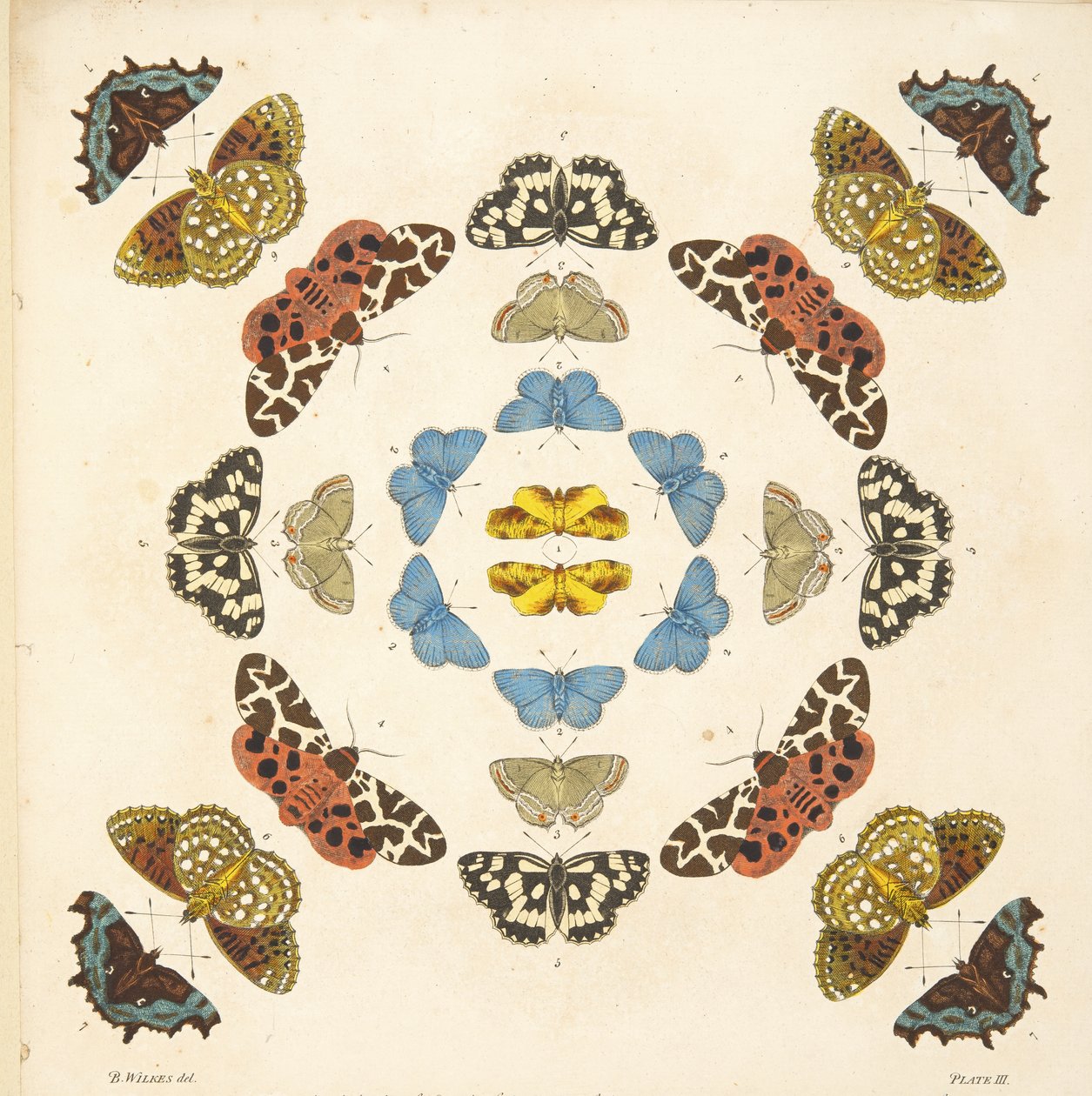 Detalhe da placa III, de uma descrição rara das borboletas e das traças, bar. 1764 (gravura colorida à mão) de Benjamin Wilkes