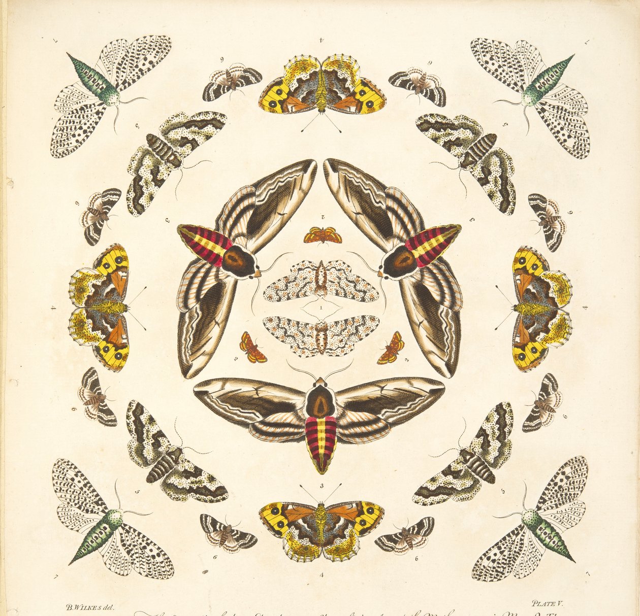 Detalhe da placa V, de uma descrição rara das borboletas e das traças, bar. 1764 (gravura colorida à mão) de Benjamin Wilkes