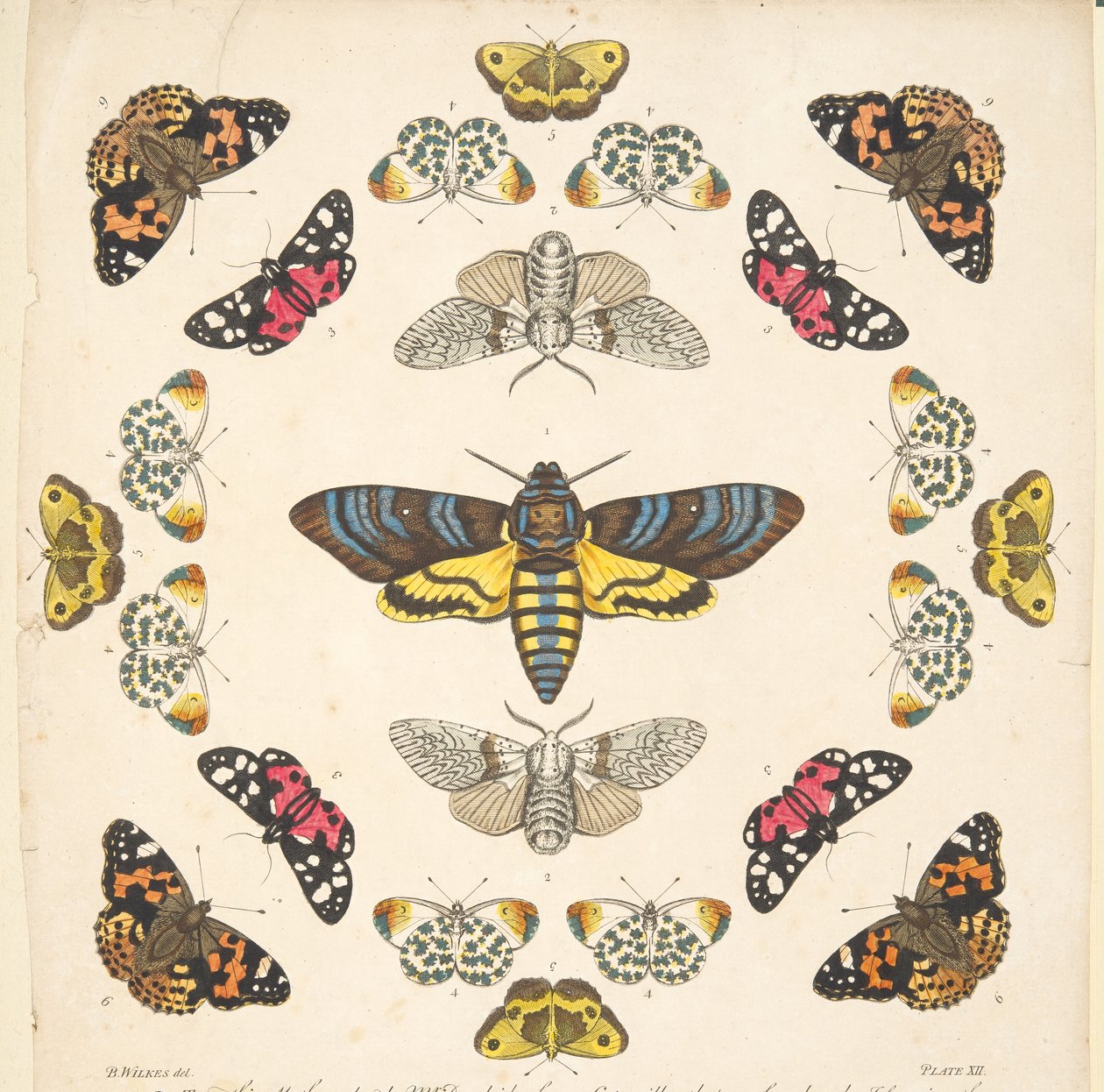 Detalhe da Placa XII, de A Rare Depiction of Butterflies and Moths, pub. 1764 (gravura colorida à mão) de Benjamin Wilkes