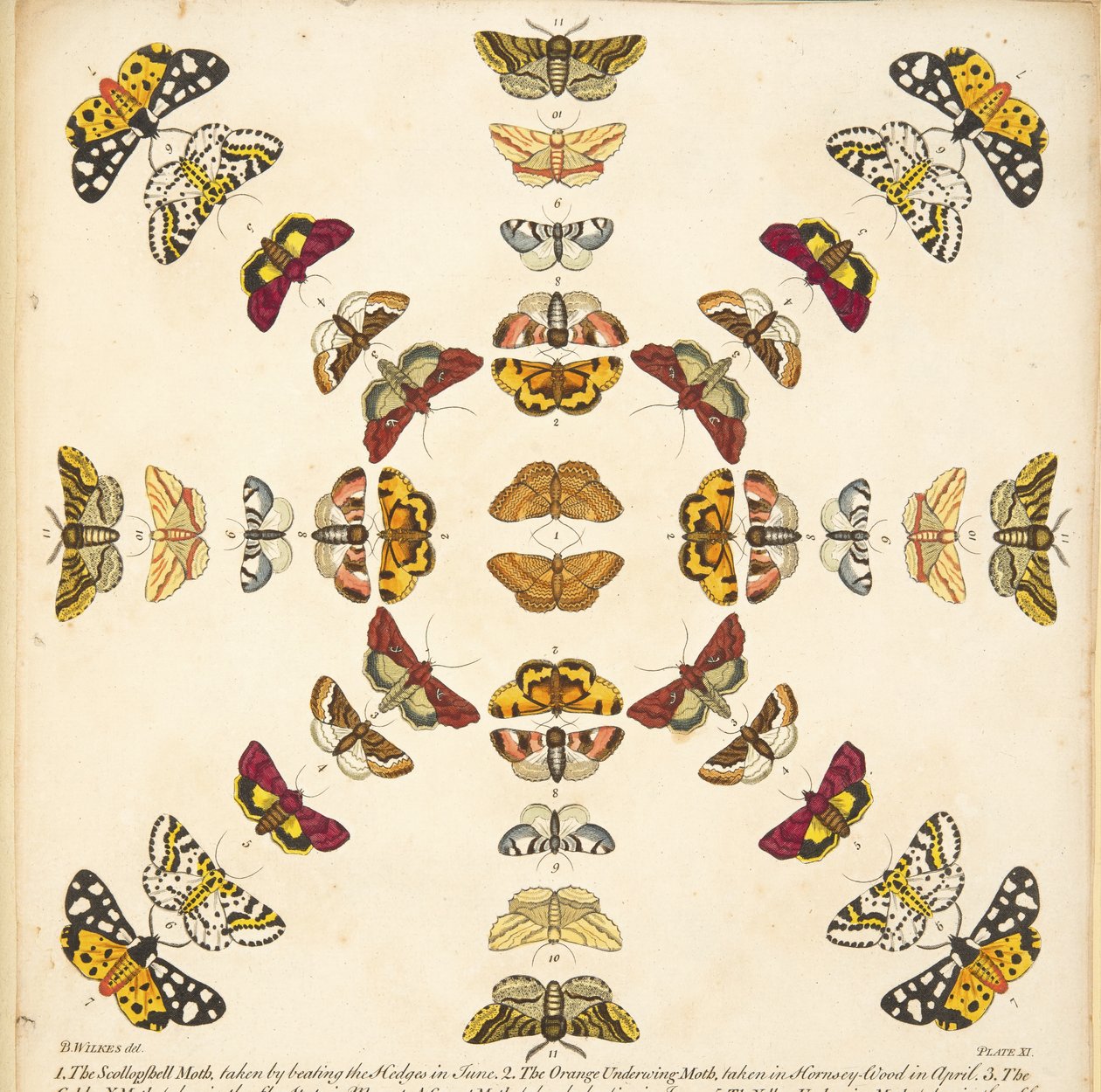 Detalhe da Placa XI, de A Rare Depiction of Butterflies and Moths, pub. 1764 (gravura colorida à mão) de Benjamin Wilkes