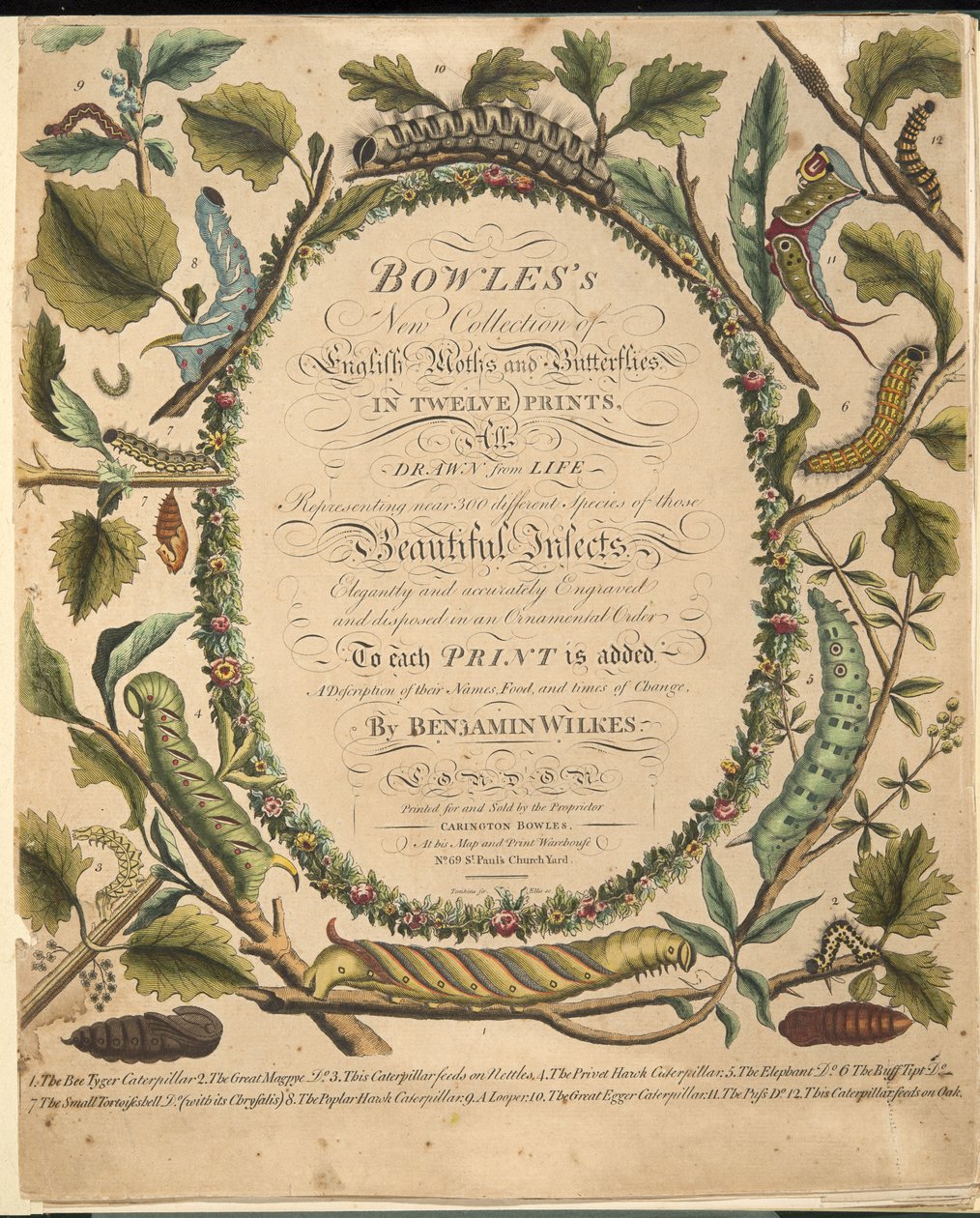 Frontispício, de uma descrição rara das borboletas e das traças, bar. 1764 (gravura colorida à mão) de Benjamin Wilkes