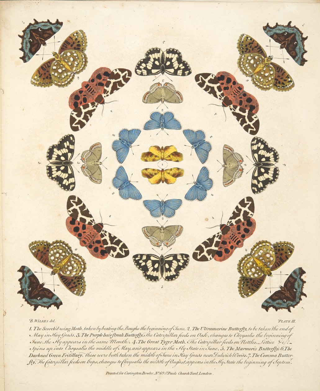 Placa III, de uma descrição rara das borboletas e das traças, bar. 1764 (gravura colorida à mão) de Benjamin Wilkes