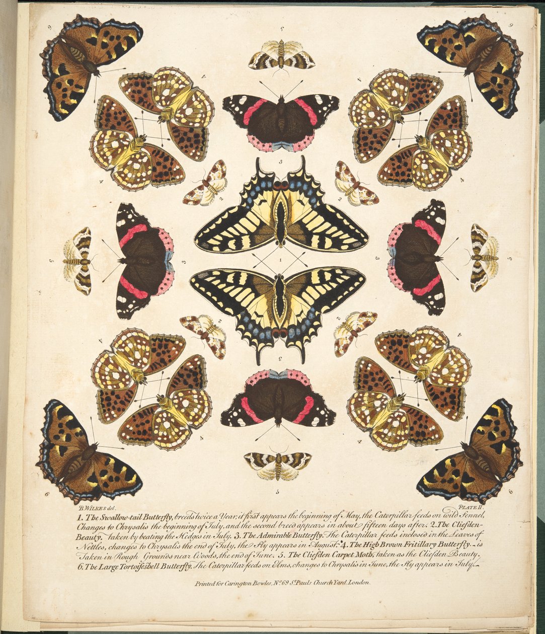 Placa II, de uma descrição rara das borboletas e das traças, bar. 1764 (gravura colorida à mão) de Benjamin Wilkes