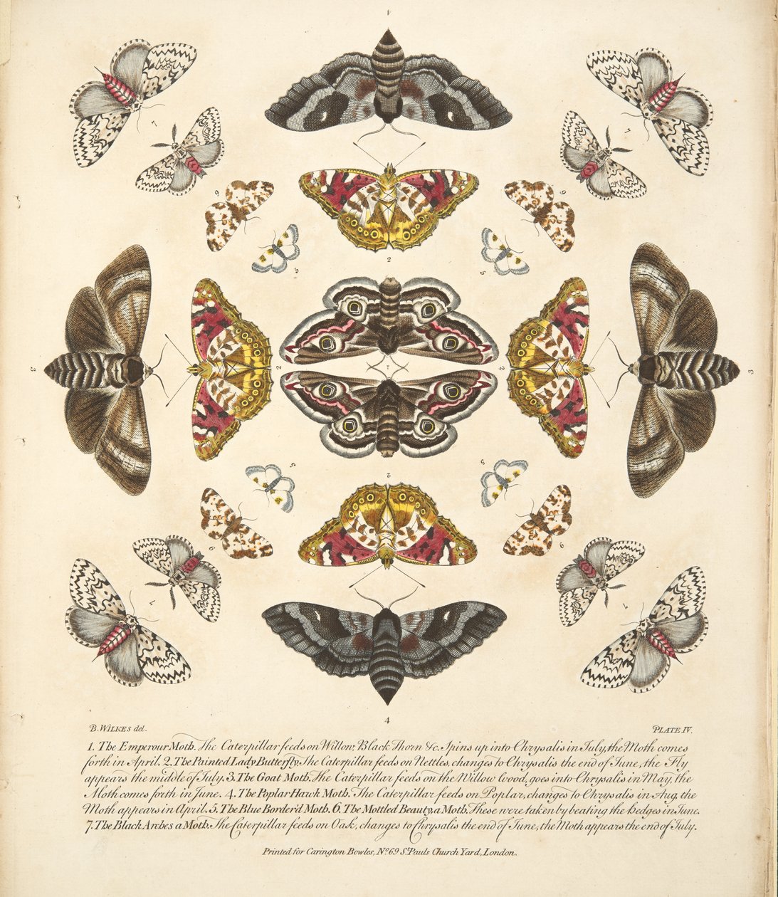 Placa IV, de uma descrição rara das borboletas e das traças, bar. 1764 (gravura colorida à mão) de Benjamin Wilkes