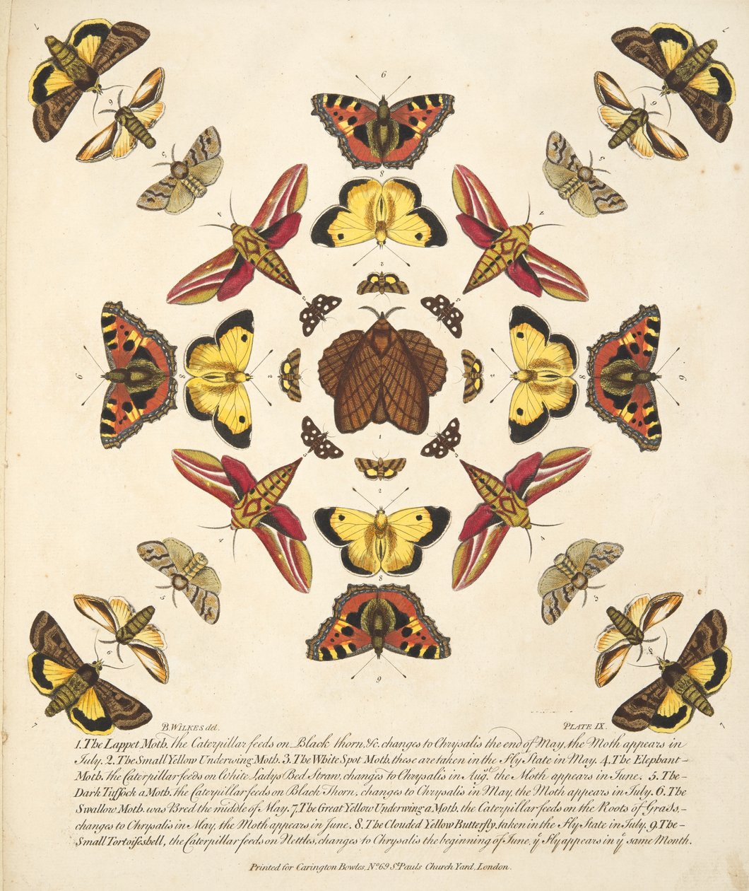 Placa IX, de uma descrição rara das borboletas e das traças, bar. 1764 (gravura colorida à mão) de Benjamin Wilkes