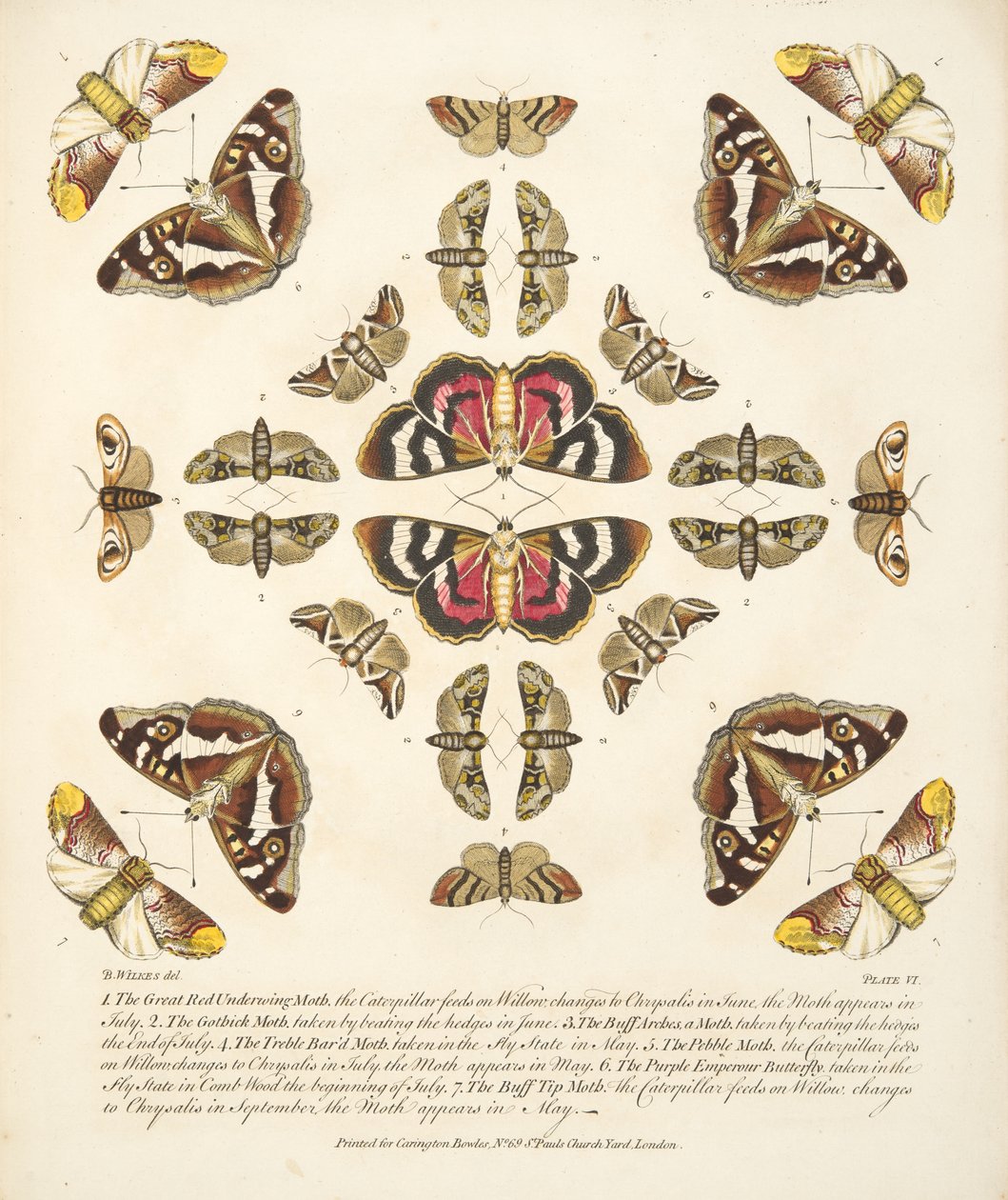 Placa VI, de uma descrição rara das borboletas e das traças, bar. 1764 (gravura colorida à mão) de Benjamin Wilkes