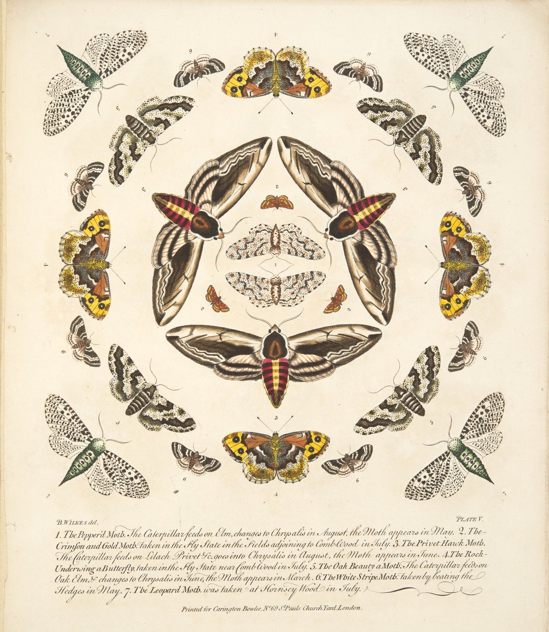 Placa V, de uma descrição rara das borboletas e das traças, bar. 1764 (gravura colorida à mão) de Benjamin Wilkes