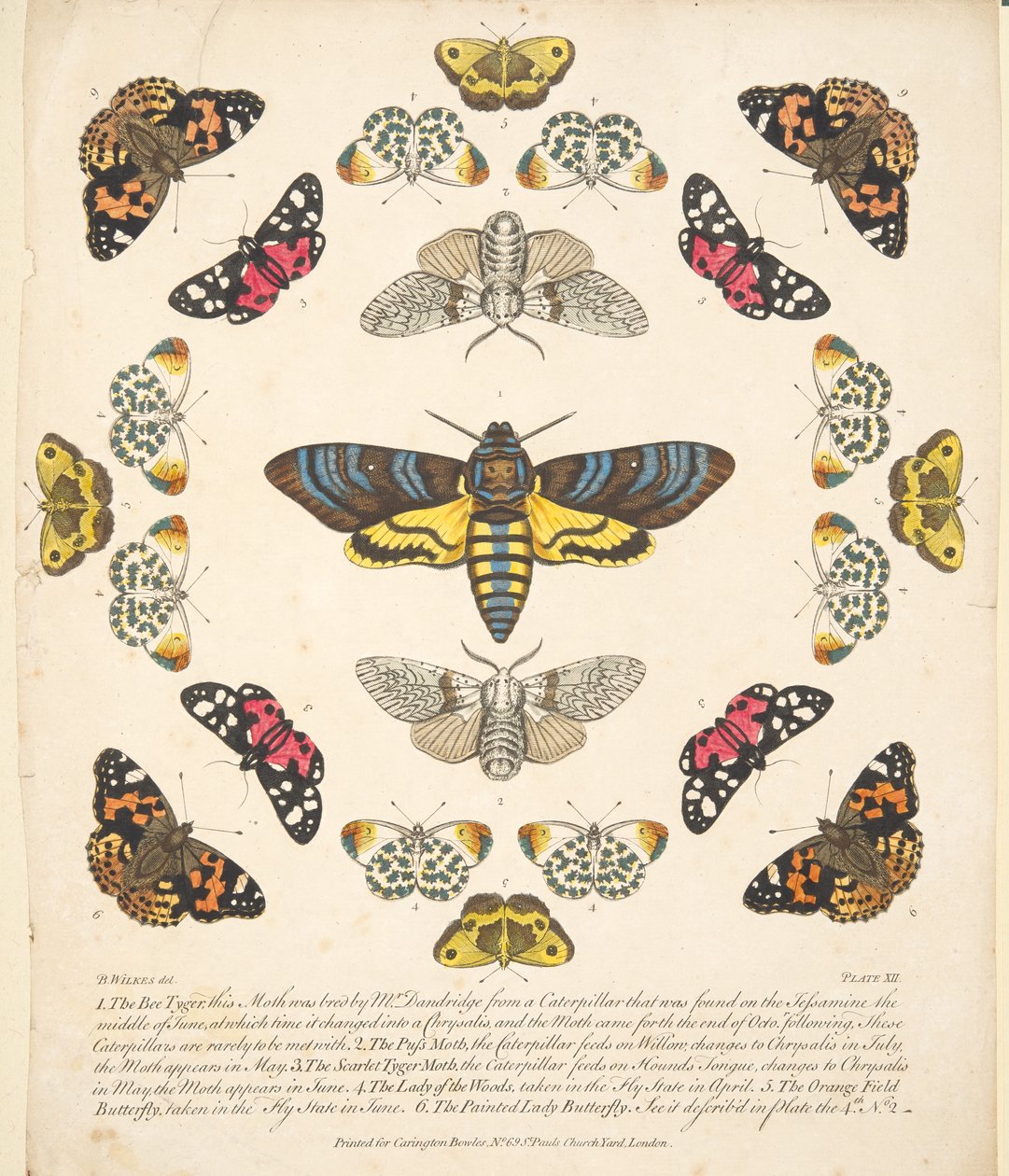 Placa XII, de A Rare Depiction of Butterflies and Moths, pub. 1764 (gravura colorida à mão) de Benjamin Wilkes