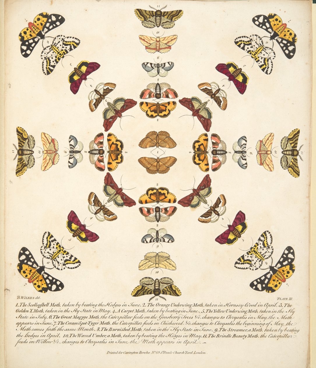 Placa XI, de uma descrição rara das borboletas e das traças, bar. 1764 (gravura colorida à mão) de Benjamin Wilkes