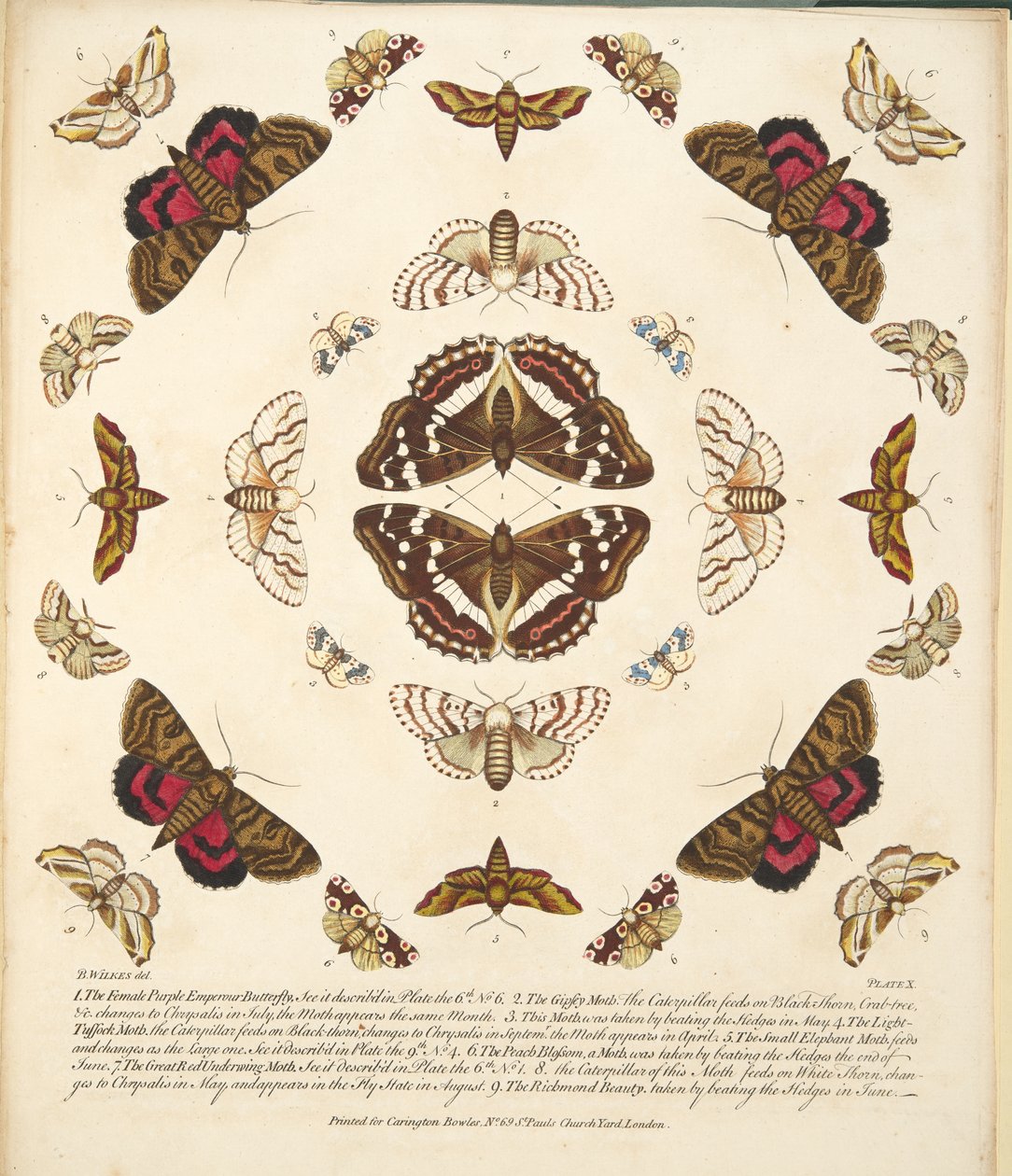 Placa X, de uma descrição rara das borboletas e das traças, bar. 1764 (gravura colorida à mão) de Benjamin Wilkes