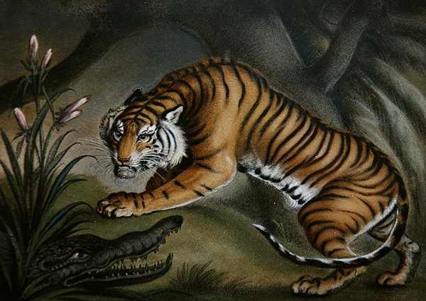 Tigre e Crocodilo, c.1810 (fotografia de areia a bordo) de Benjamin Zobel