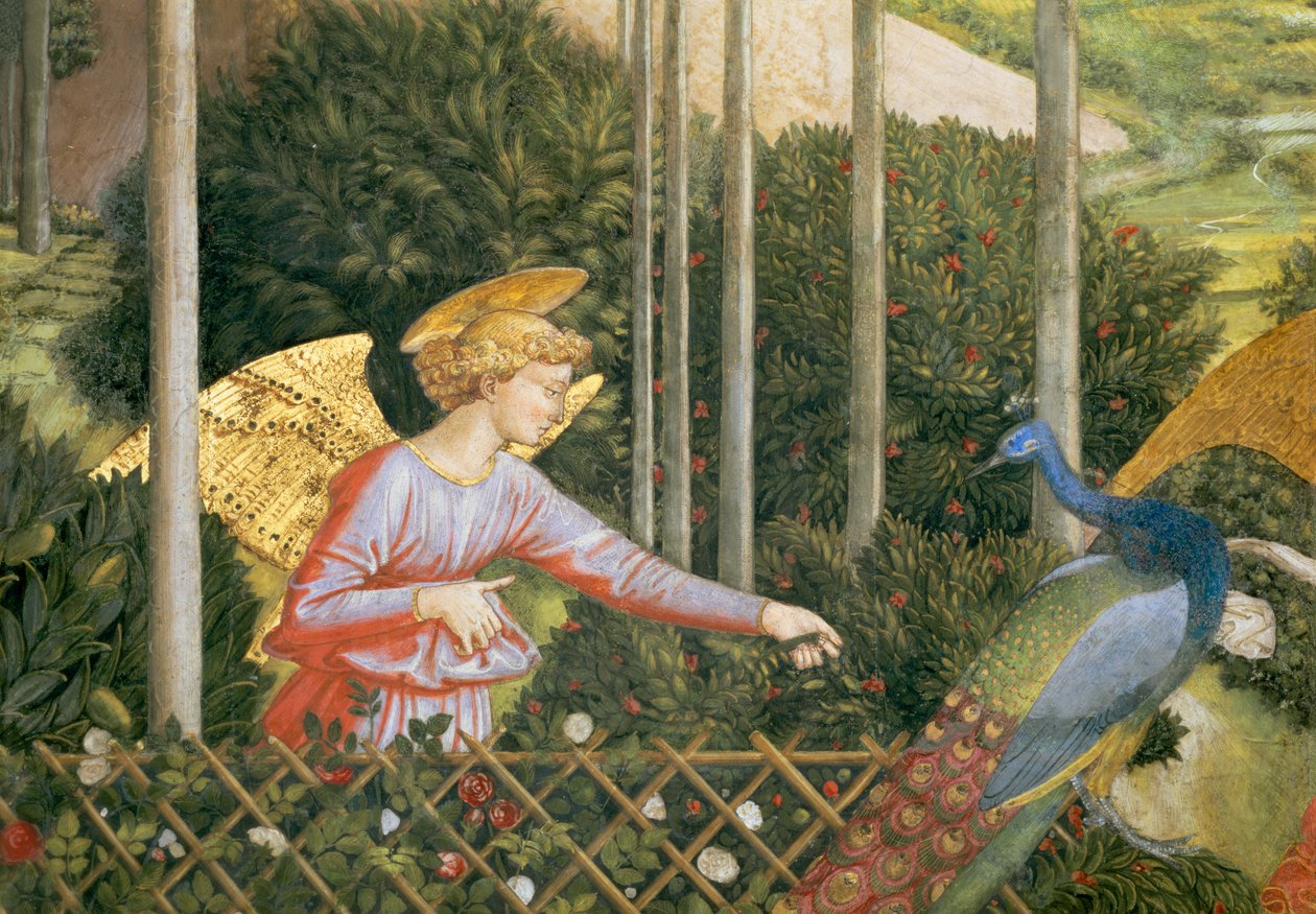 Anjo, alimentando um pavão, detalhe da jornada dos Magos ciclo na capela, detalhe c.1460 afresco de 70610 de Benozzo di Lese di Sandro Gozzoli