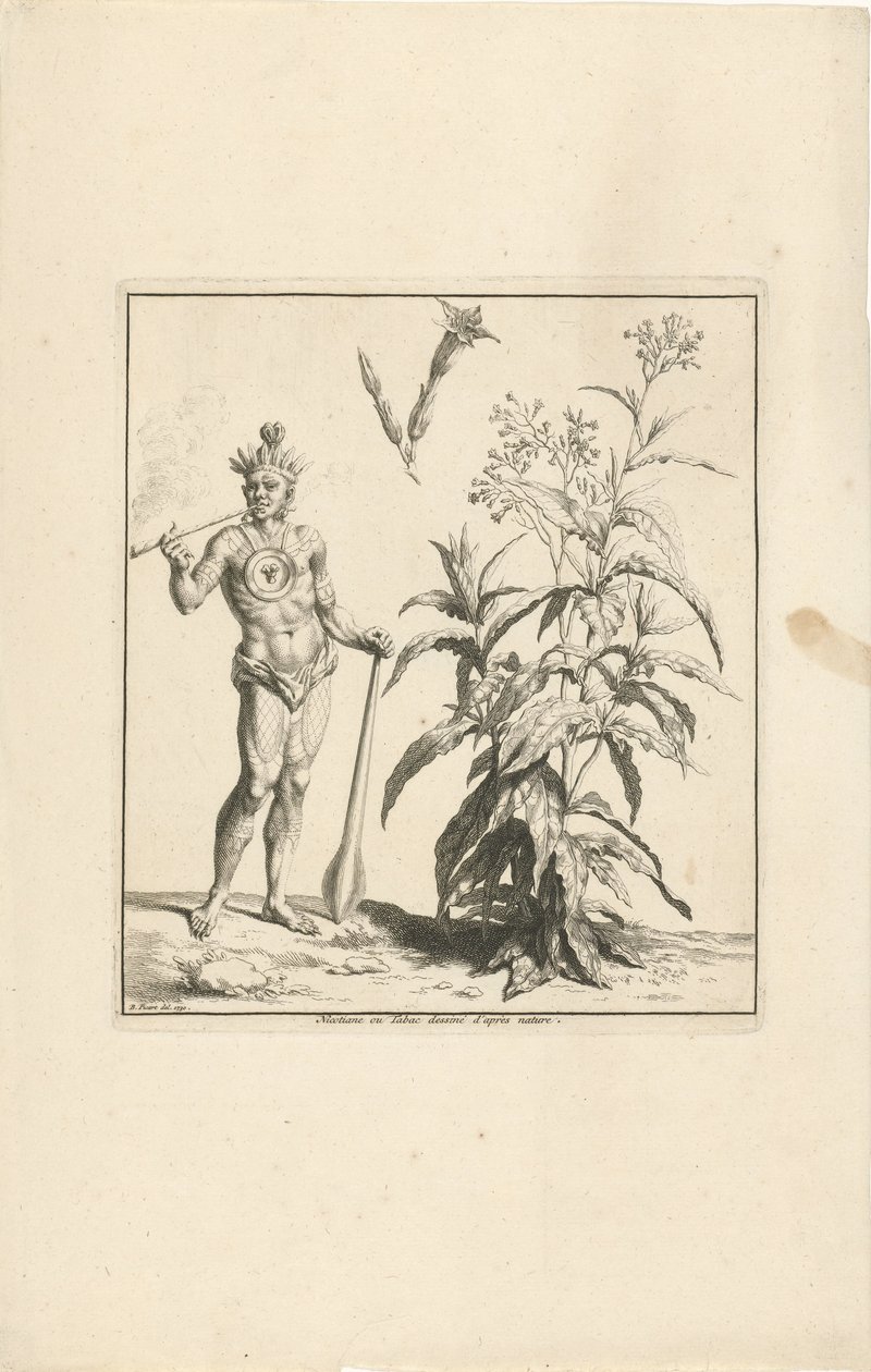 Planta tabaqueira e habitante original das Américas
Nicotiane ou Tabac dessiné d