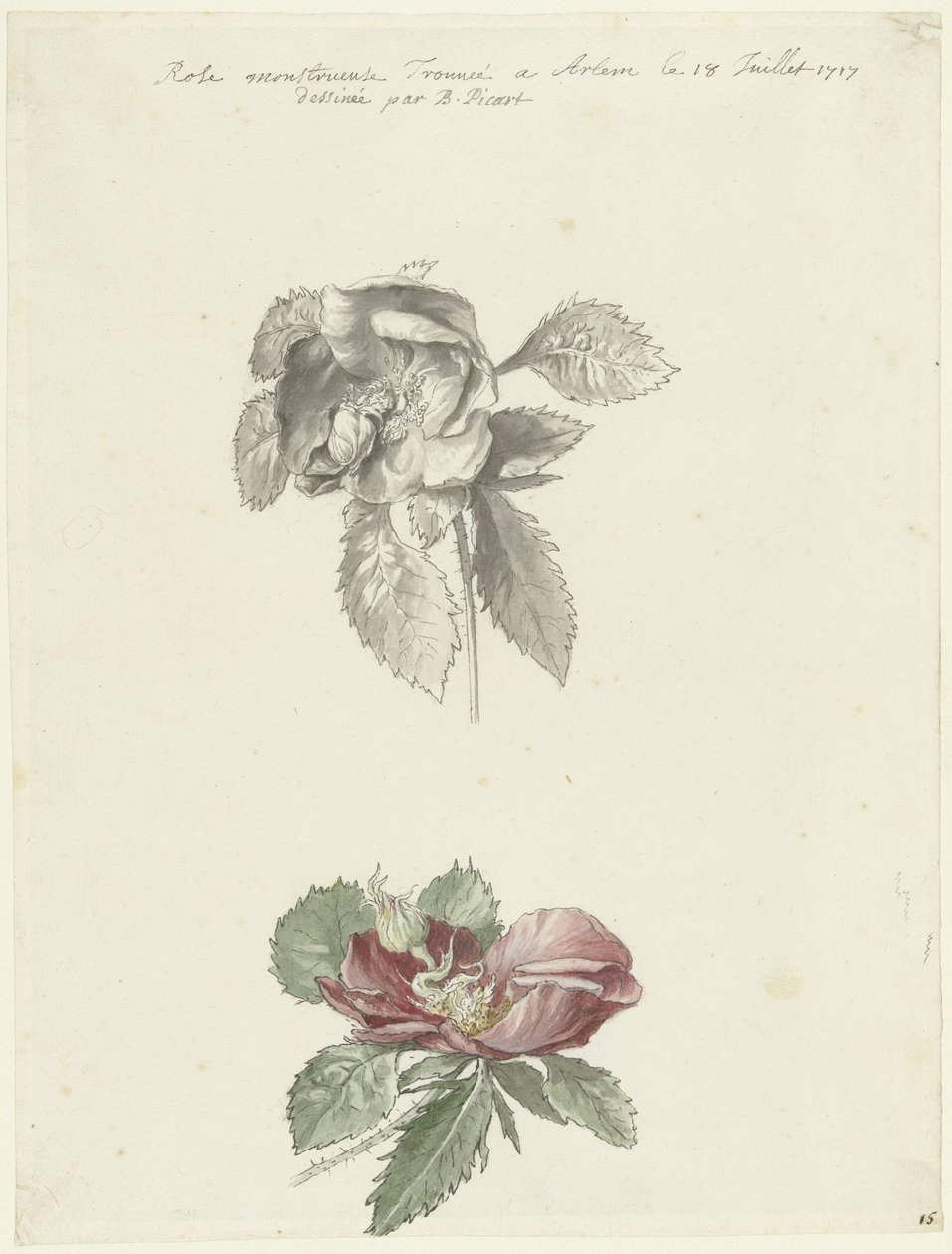 Folha de estudo com uma rosa de Bernard Picart