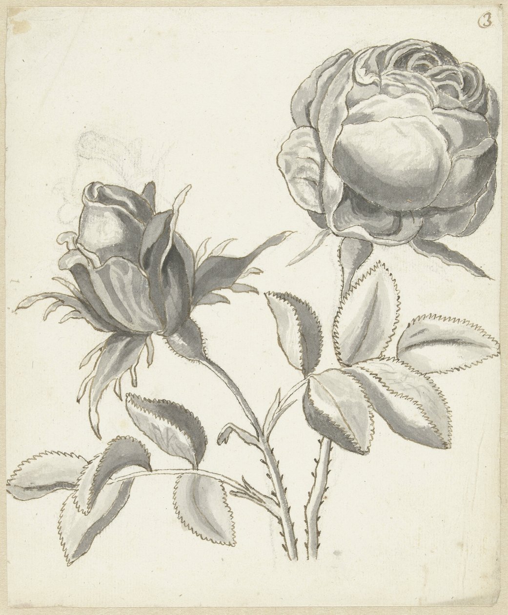 Duas rosas de Bernard Picart