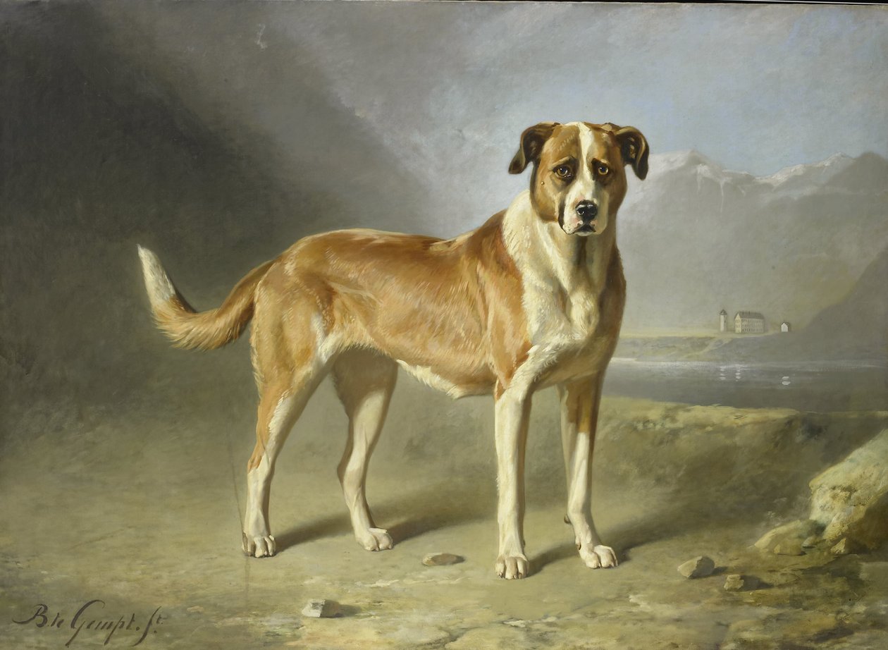 Um cão de São Bernardo de Bernard te Gempt