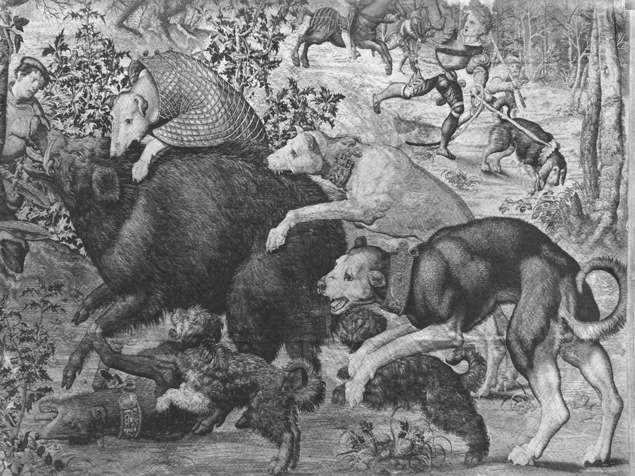 As Caçadas de Maximiliano, Capricórnio, A Caça ao Javali, detalhe de cães de caça que atacam o javali, Fábrica de Gobelins, veja também 138999, 345944 tapeçaria bw photo de Bernard van Orley