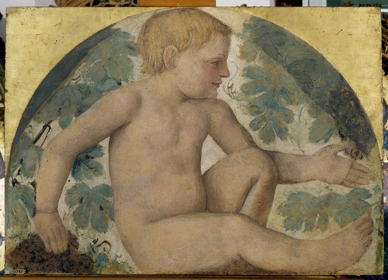 Colheita putti - Colocado debaixo de uma pérgola, c.1514 (fresco destacado transportado a bordo) de Bernardino Luini