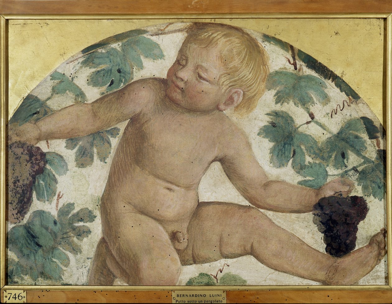 Colheita putti - Colocado debaixo de uma pérgola, c.1514 (fresco destacado transportado a bordo) de Bernardino Luini