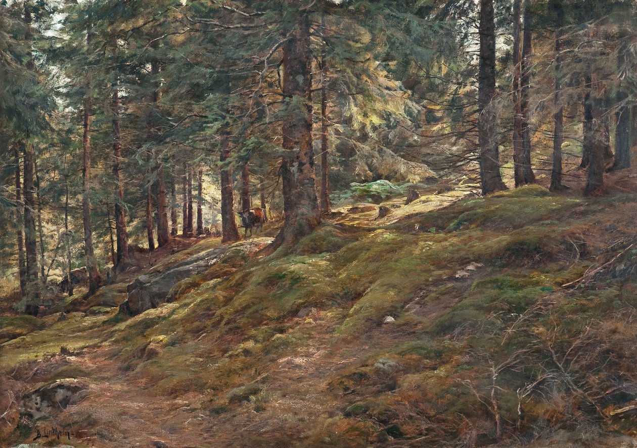 Luz no bosque de Berndt Lindholm