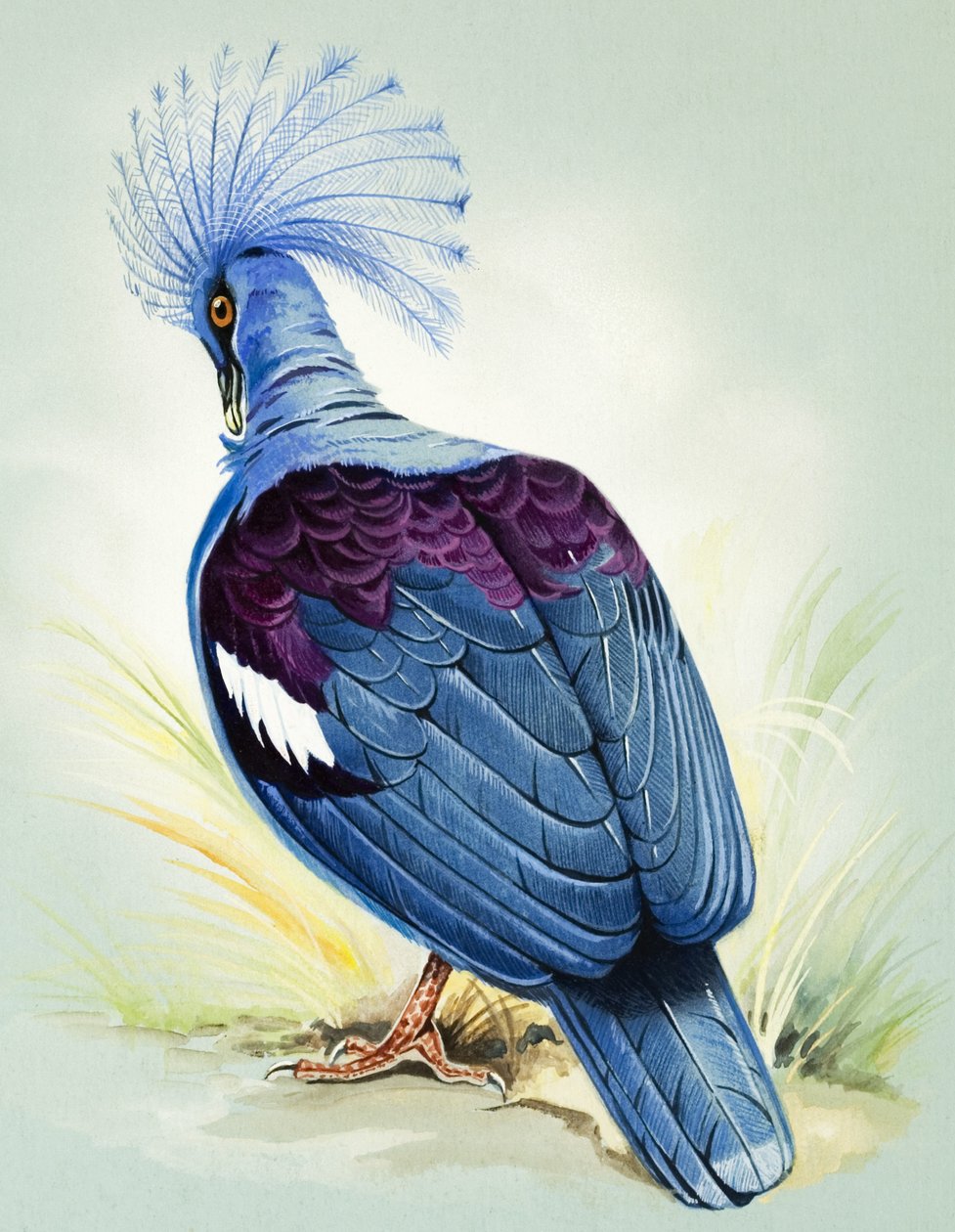 Pombo-coroado-azul (guache sobre papel) de Bert Illoss