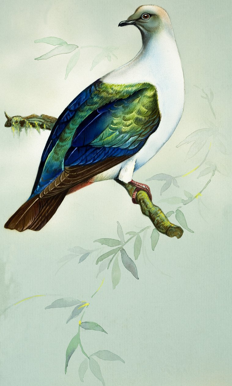 Pombo-imperial (guache sobre papel) de Bert Illoss