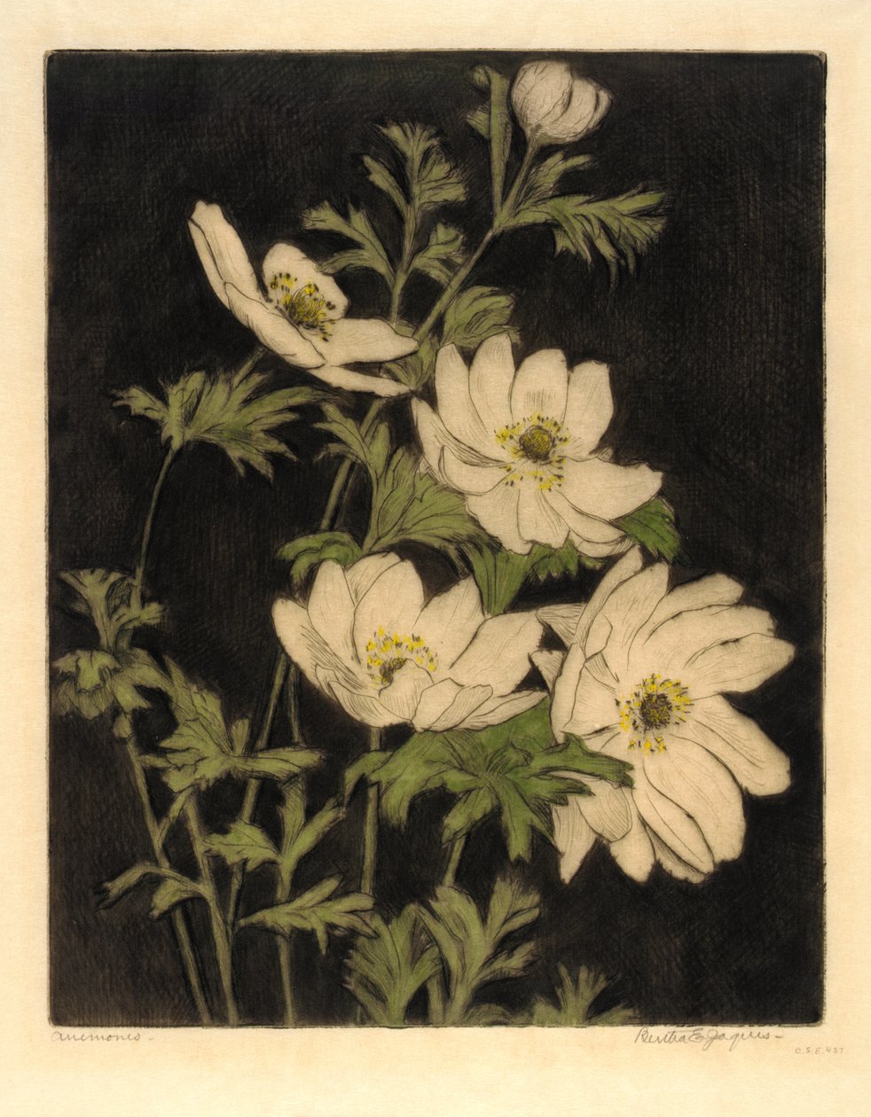 Anémonas de Bertha E. Jaques