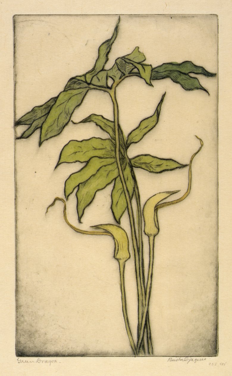 Dragão verde de Bertha E. Jaques