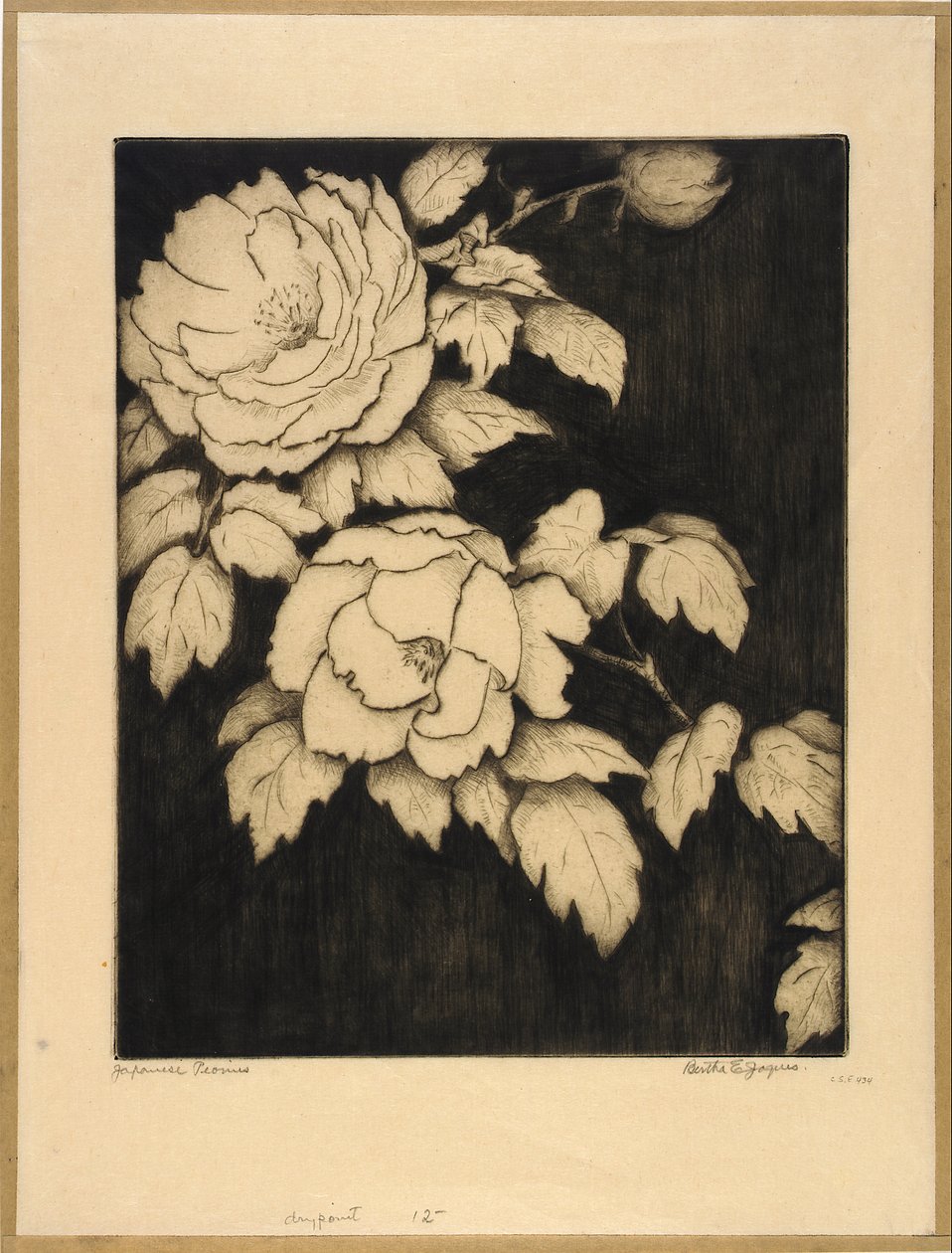 Peónias japonesas de Bertha E. Jaques