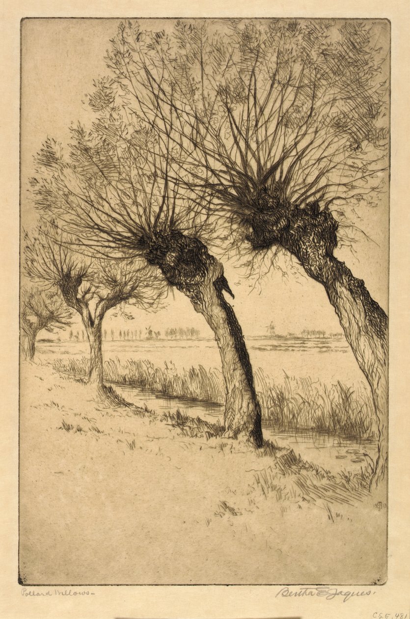 Pollard Willows, Rijsord, Holanda de Bertha E. Jaques