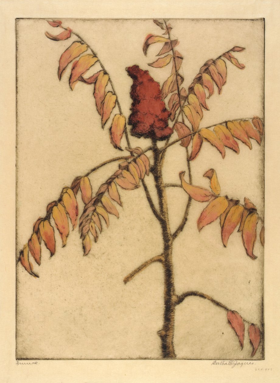 Sumagre de Bertha E. Jaques