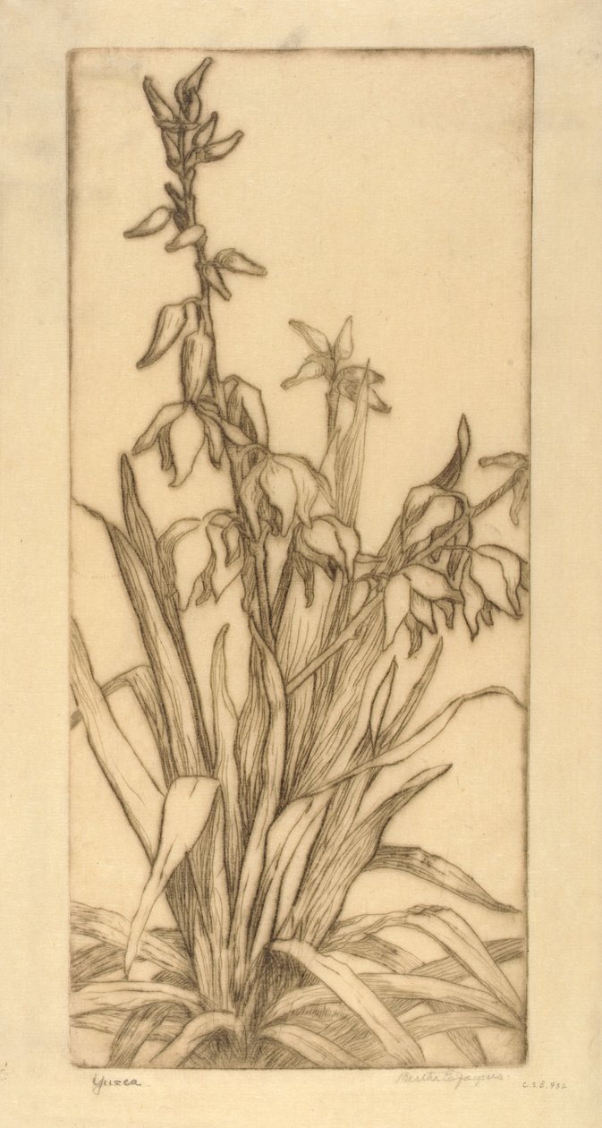 Yucca de Bertha E. Jaques