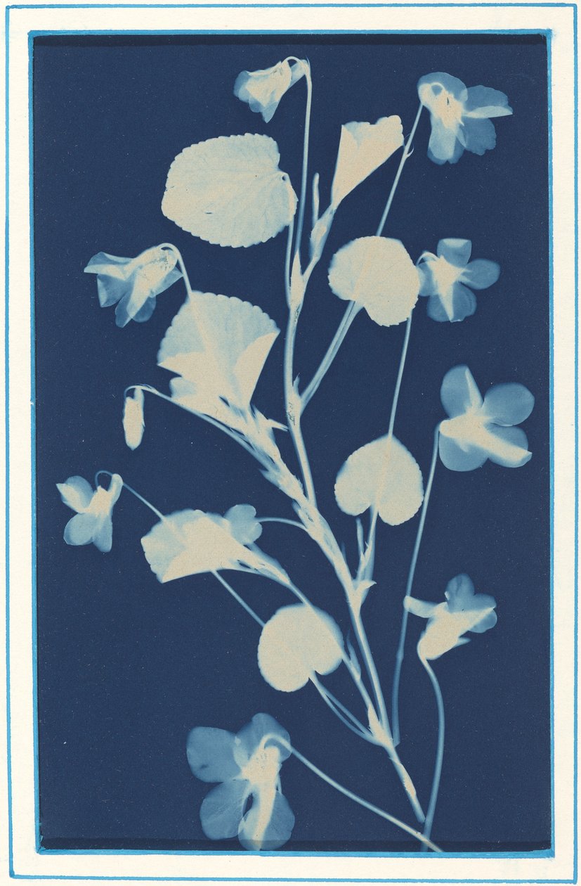 Sem título, c. 1900. de Bertha Evelyn Jacques