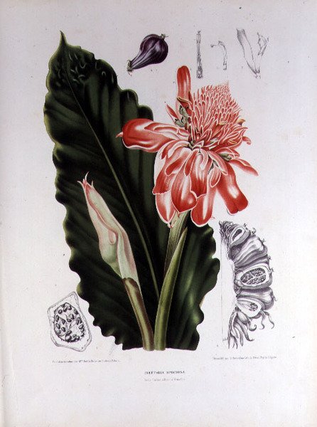 Elettaria Speciosa, ilustração de 