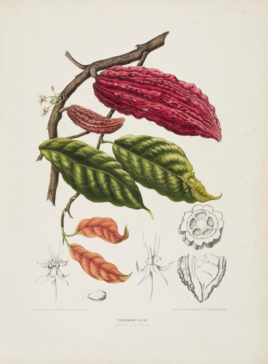 Theobroma, cacaueiro, c1840-1890. de Berthe Hoola van Nooten