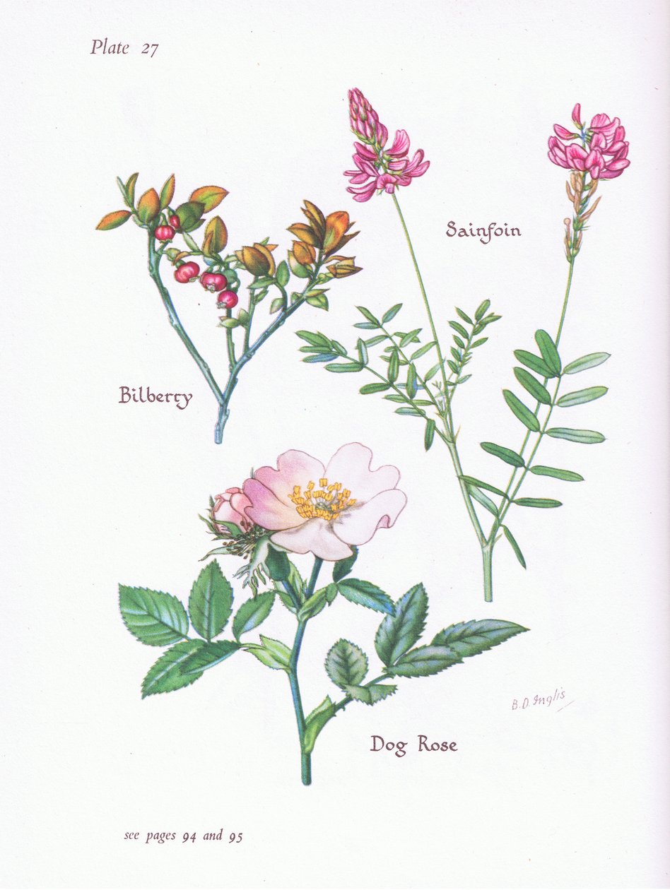 Boldo ou Blaeberry, cão Rose, Sainfoin, 1951 de Bessie D. Inglis