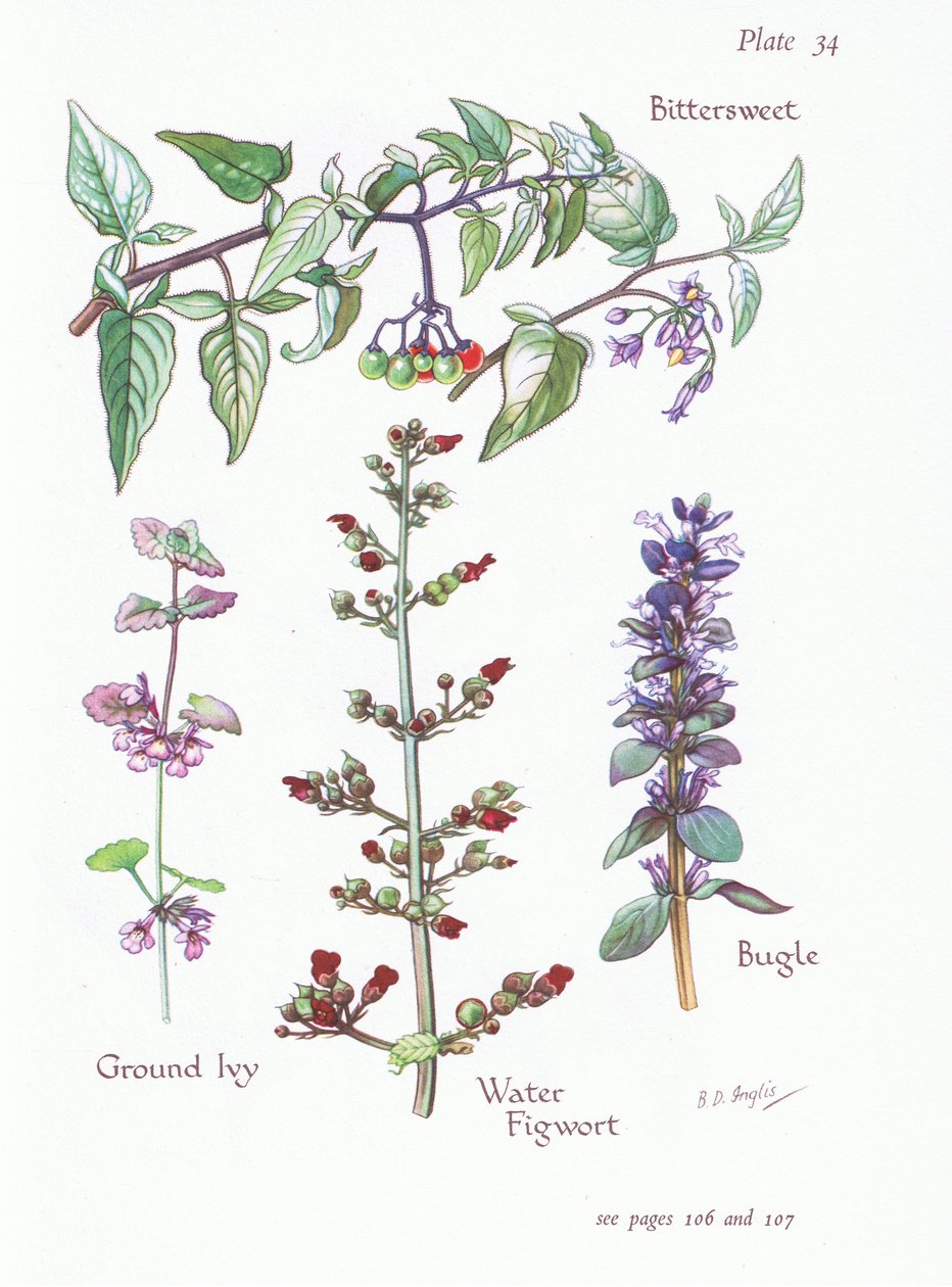 Agridoce, Hera do Chão, Clarim, Água Figwort, 1951 de Bessie D. Inglis